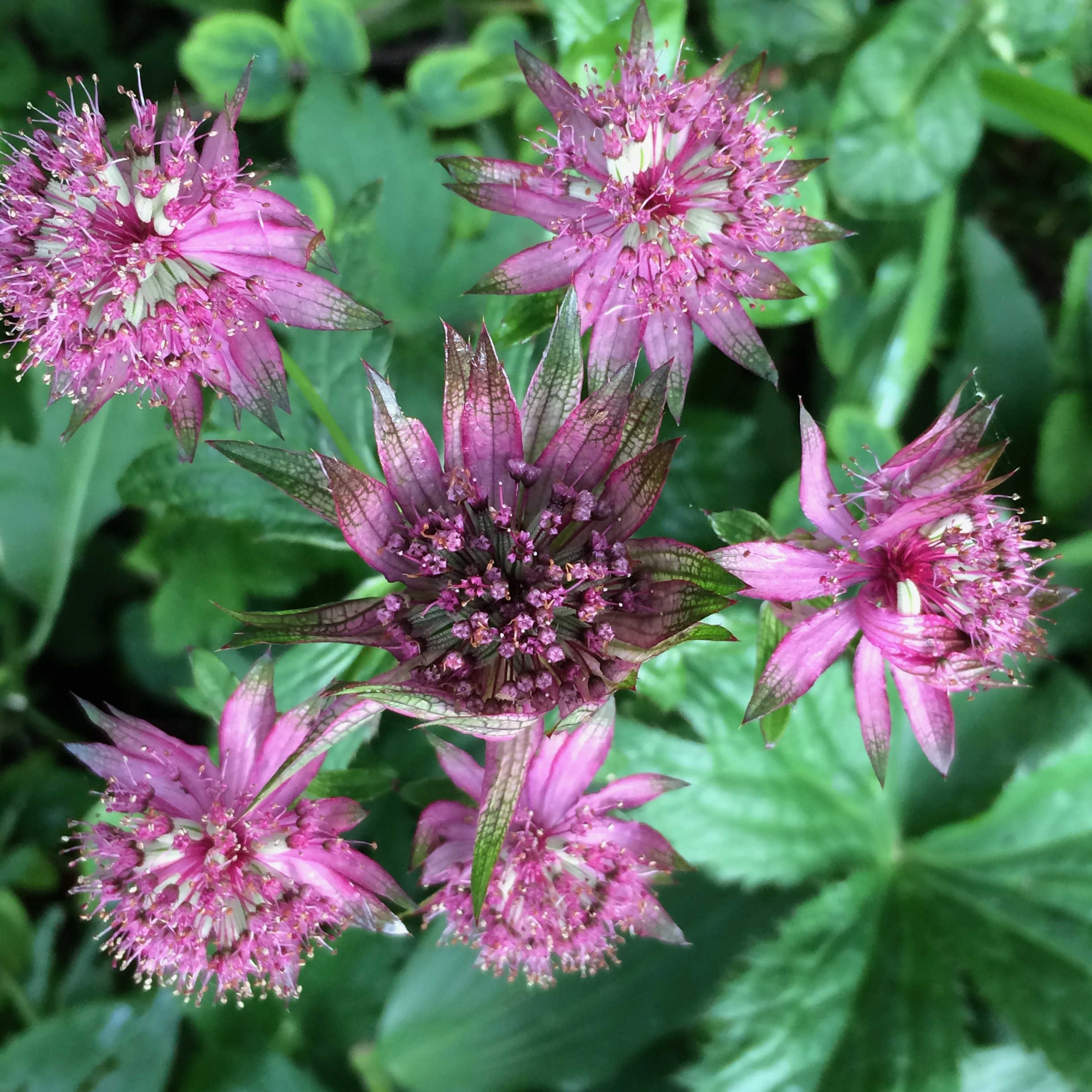 Astrantia major 'Abbey Road'