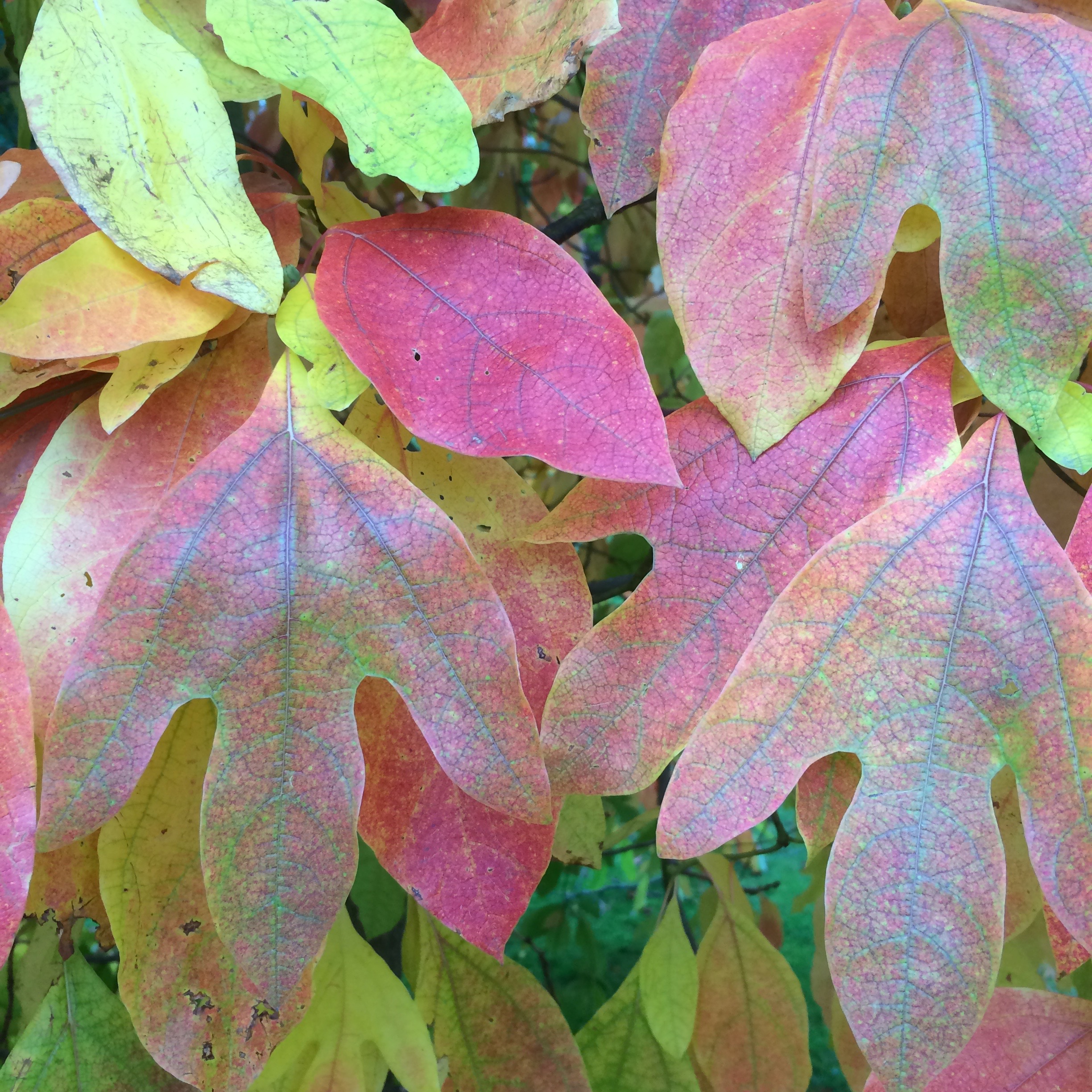 Sassafras albidum