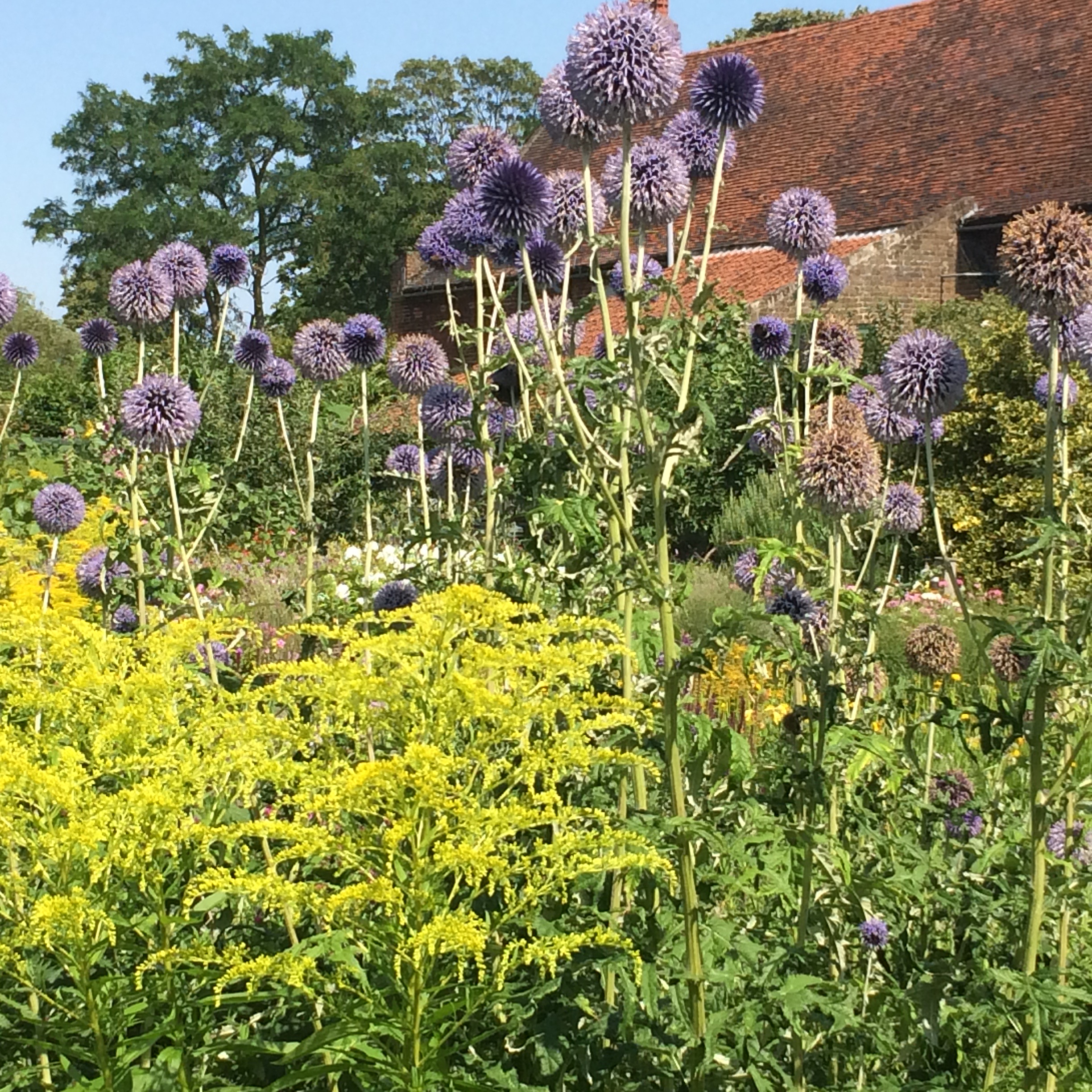 Echinops and goldenrod