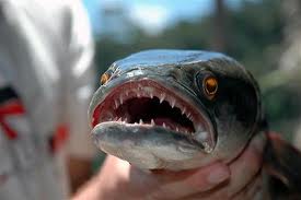 Gratis Unduh Gambar Mengenal Ikan Predator Toman Snakehead Artikel Pertanian Terbaru Terbaru by www.lampunghits.com