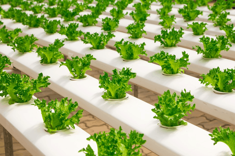 Why is hydroponic system becoming popular in australia