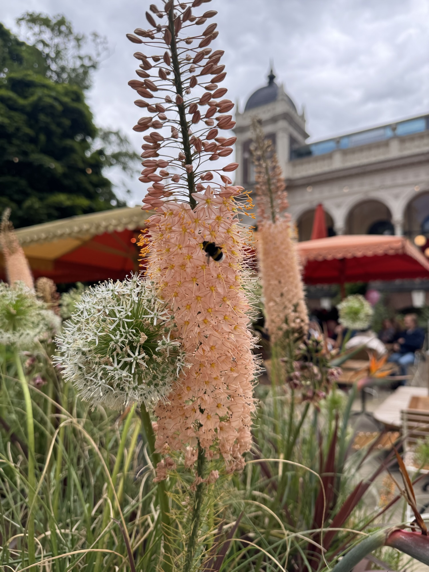Bee on a flower at Cafe Vertigo