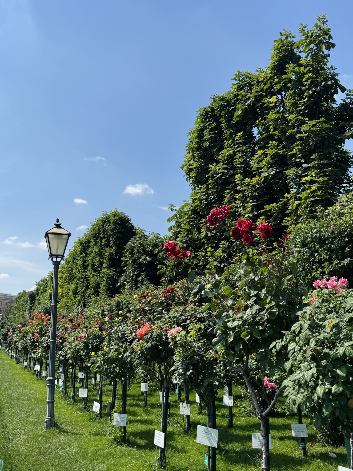 Volksgarten rose bushes