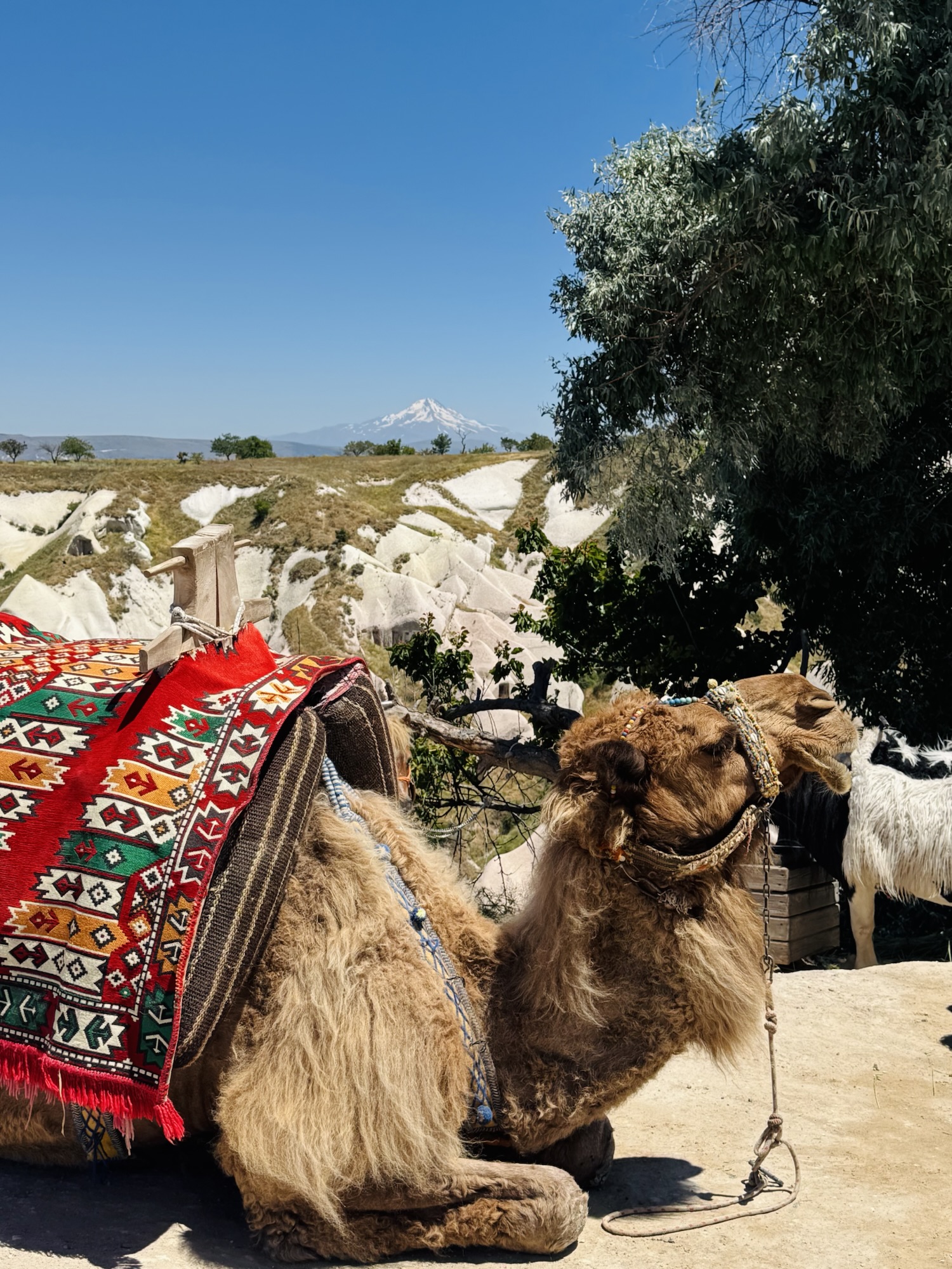 Camel sunbathing near Pigeon Valley