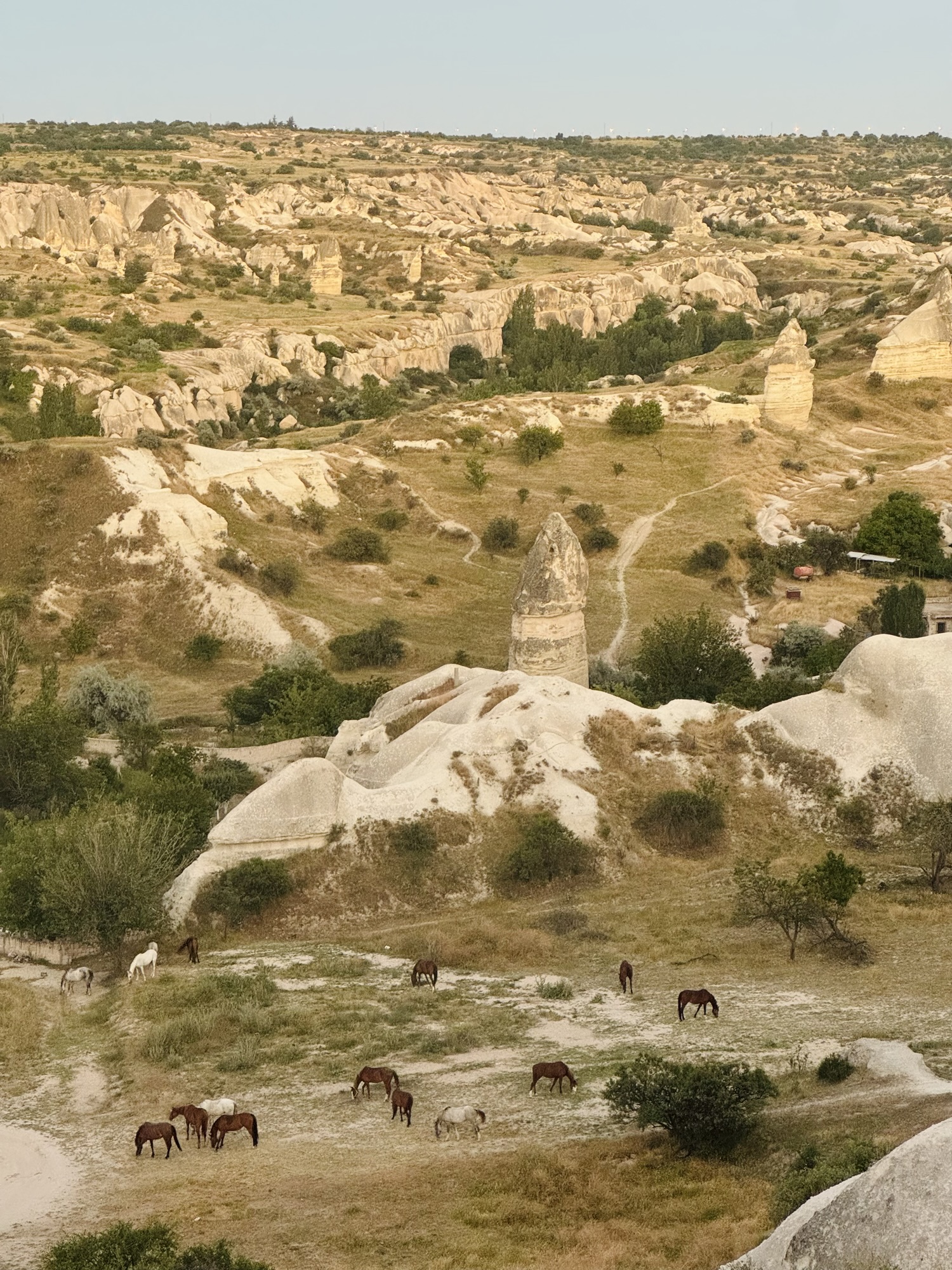 Horses in a valley