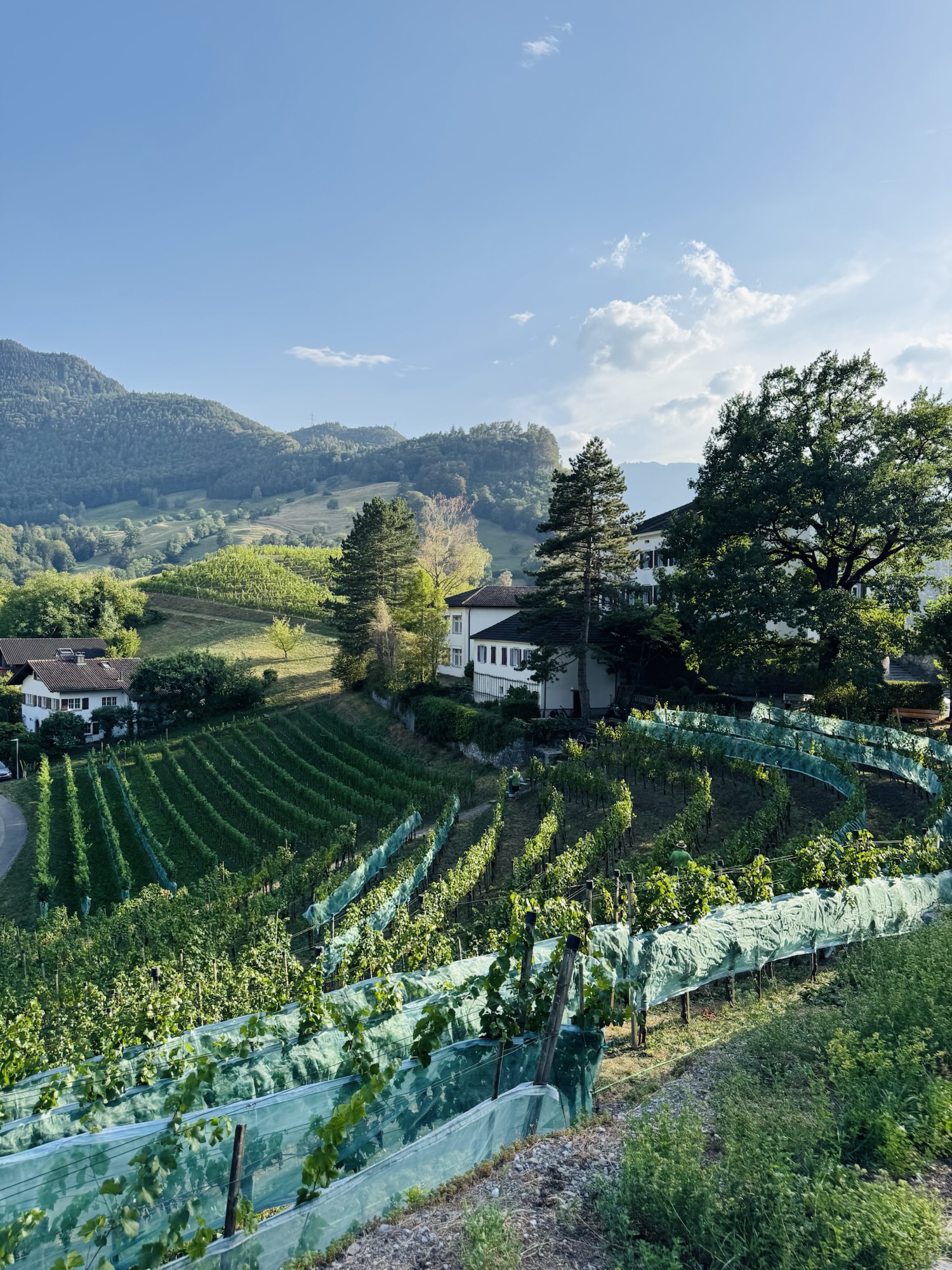 Vineyard in Balzers, Liechtenstein