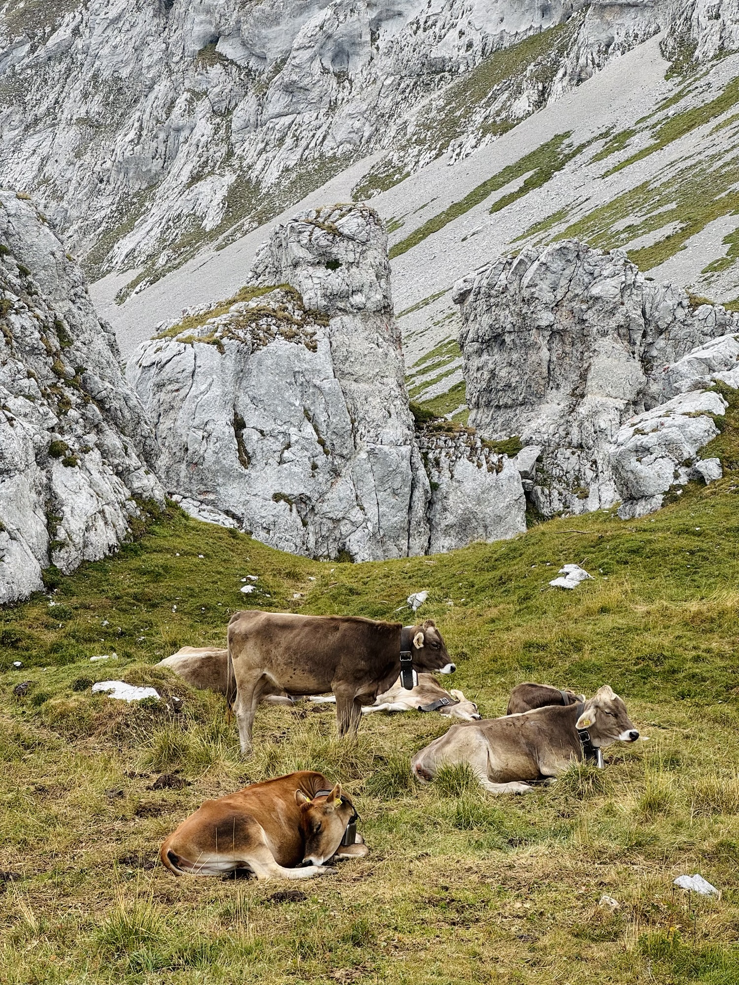 Cows grazing on Mount Pilatus in Switzerland