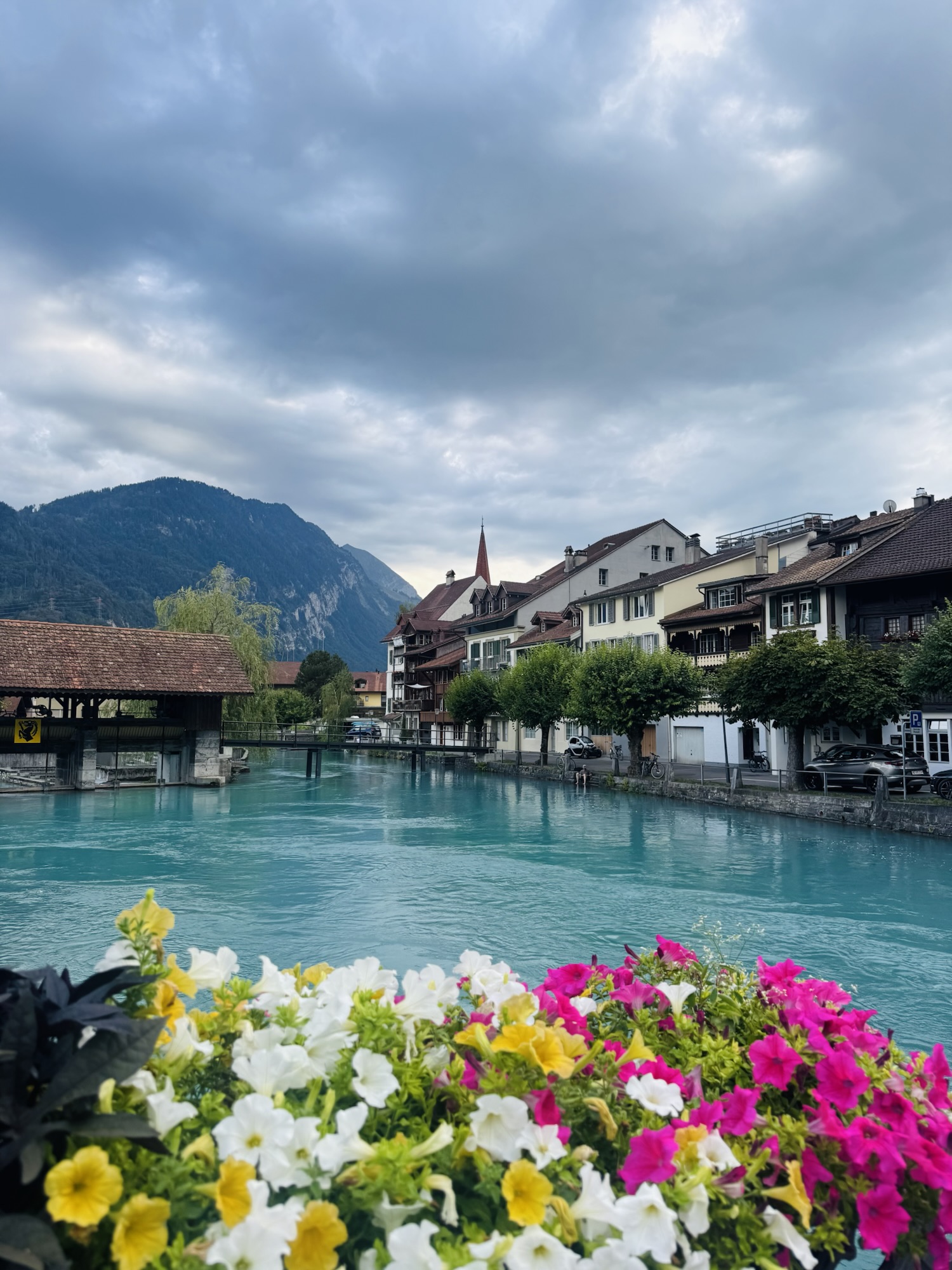 Aare river in Interlaken Switzerland with flowers in the foreground and buildings on shore