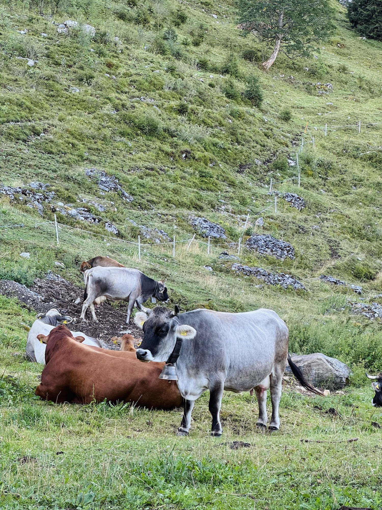 Cows grazing in Pfingstegg Grindelwald Switzerland