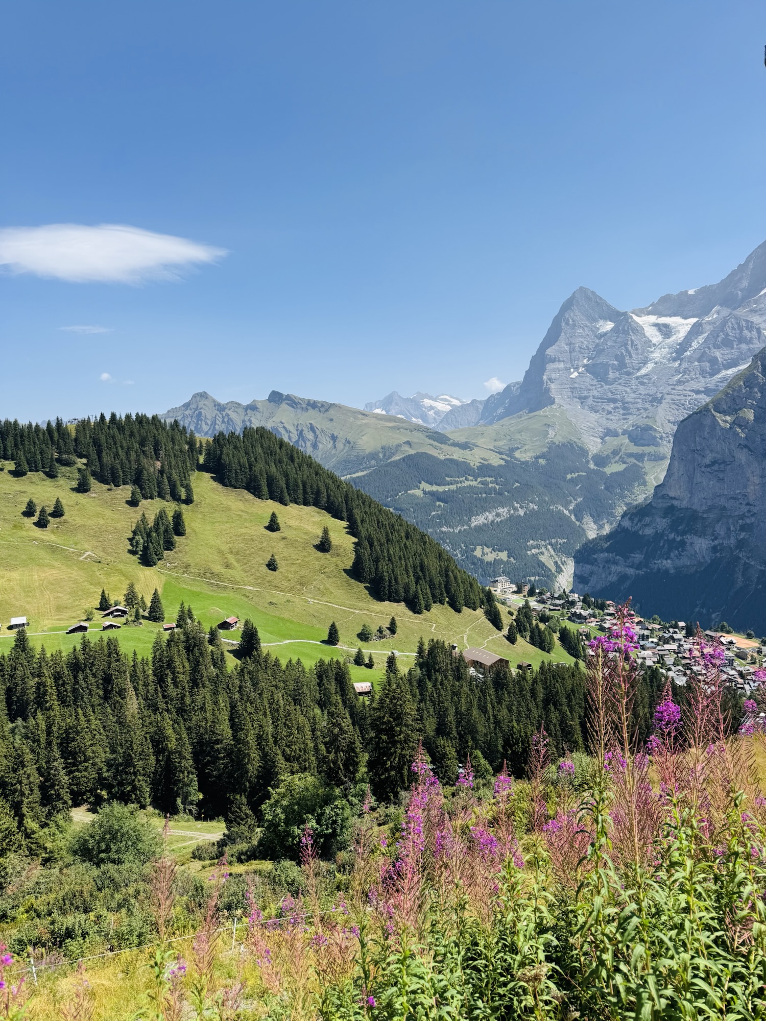 Pasture along Northface Trail in Murren Switzerland with purple flowers and mountain backdrop