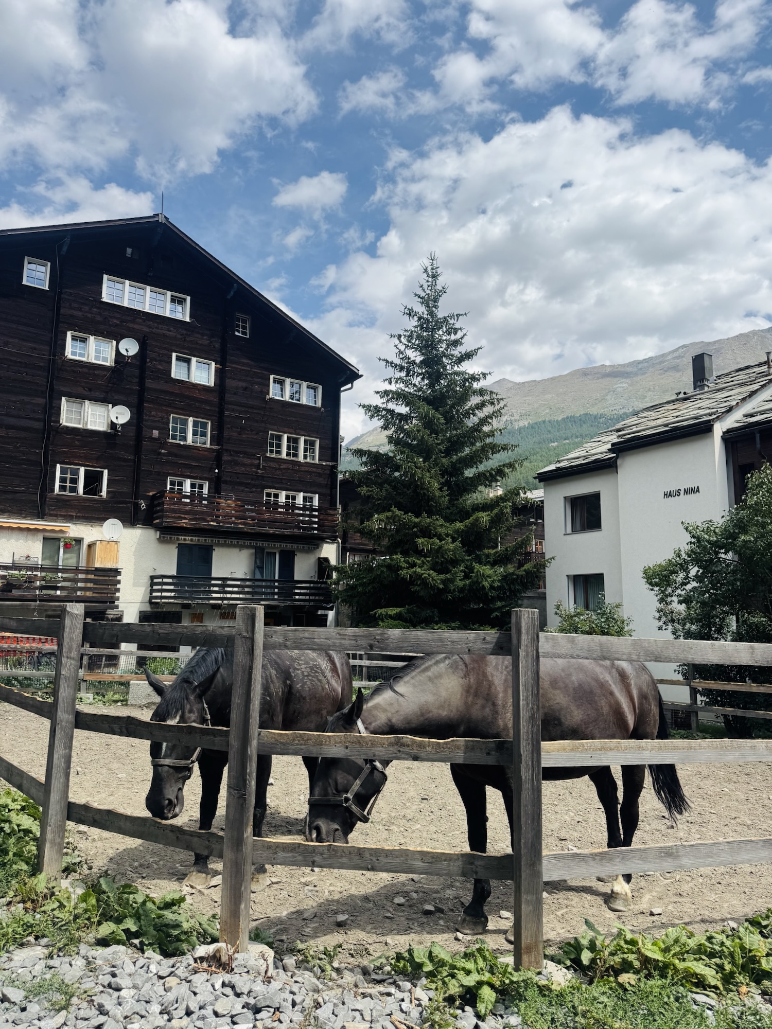 Two horses in Zermatt Switzerland