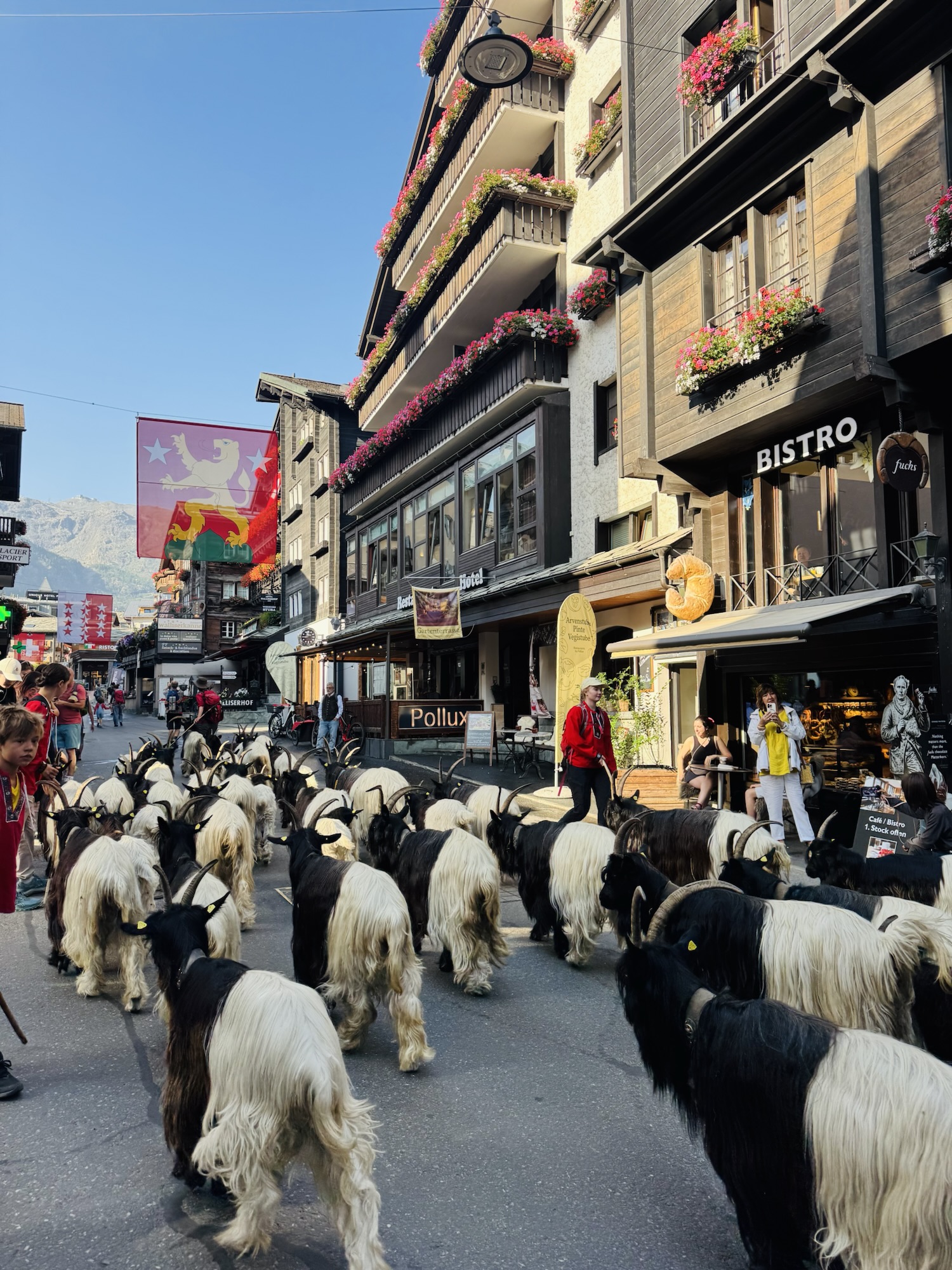 Black neck goats walking the streets of Zermatt Switzerland
