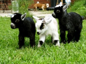 goats