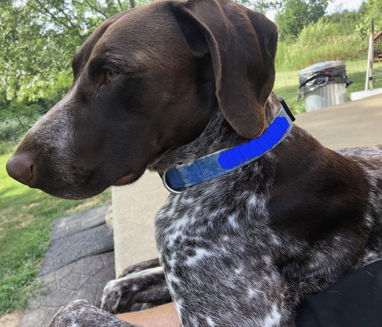 German Shorthaired Pointer