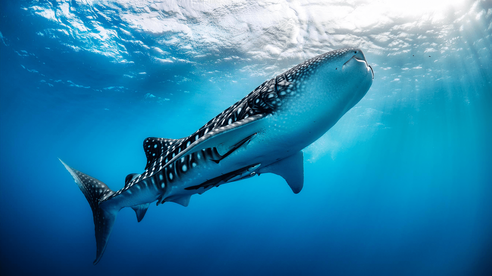 The Truth About the Whale Shark Experience in Oslob Philippines