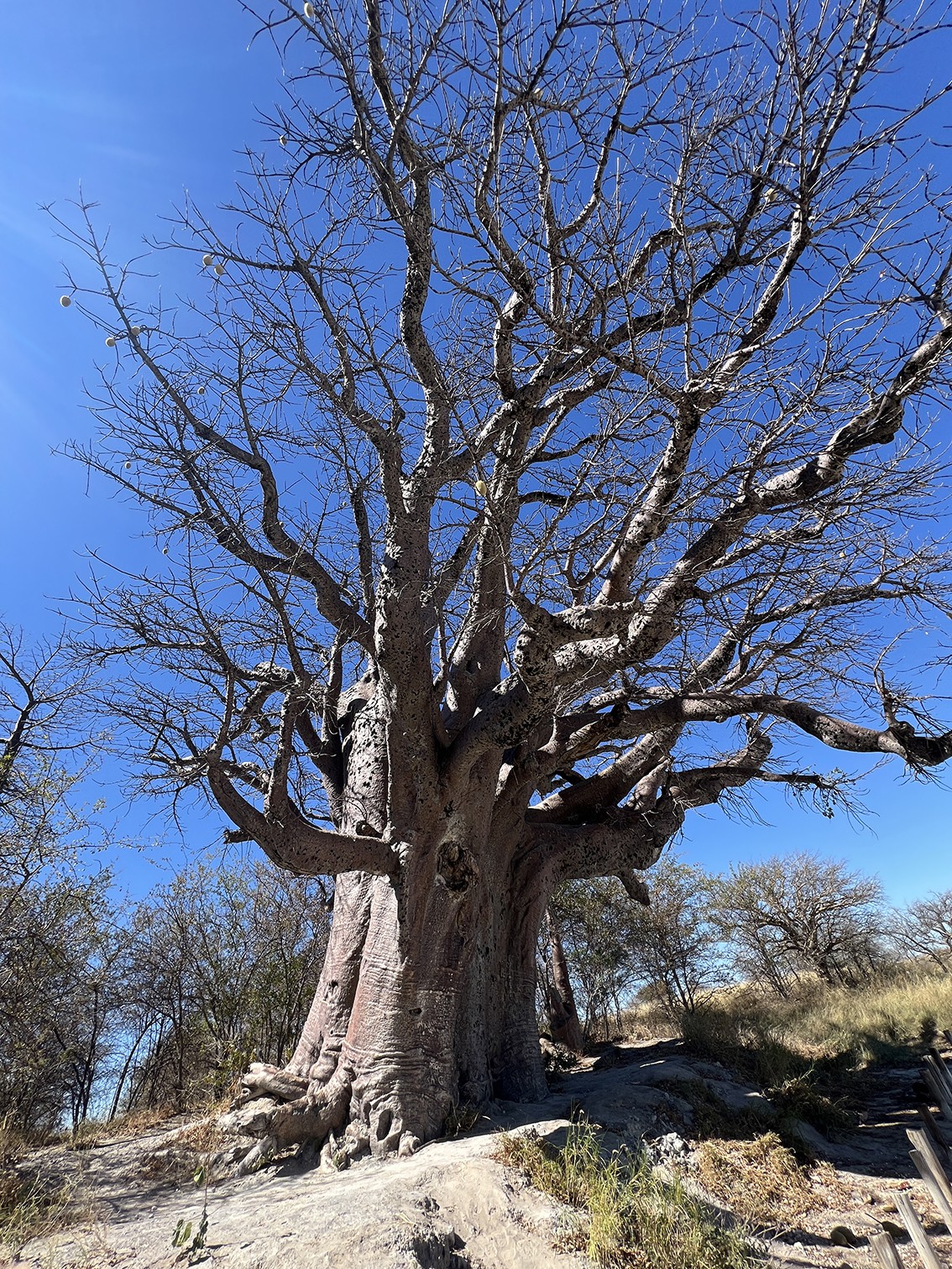 Still Standing: The Timeless Magic of Baines' Baobabs - Wee Wild