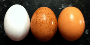 eggs