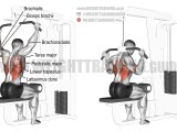 Lat Pulldown Vs Seated Row Major Differences Explained 49 Off