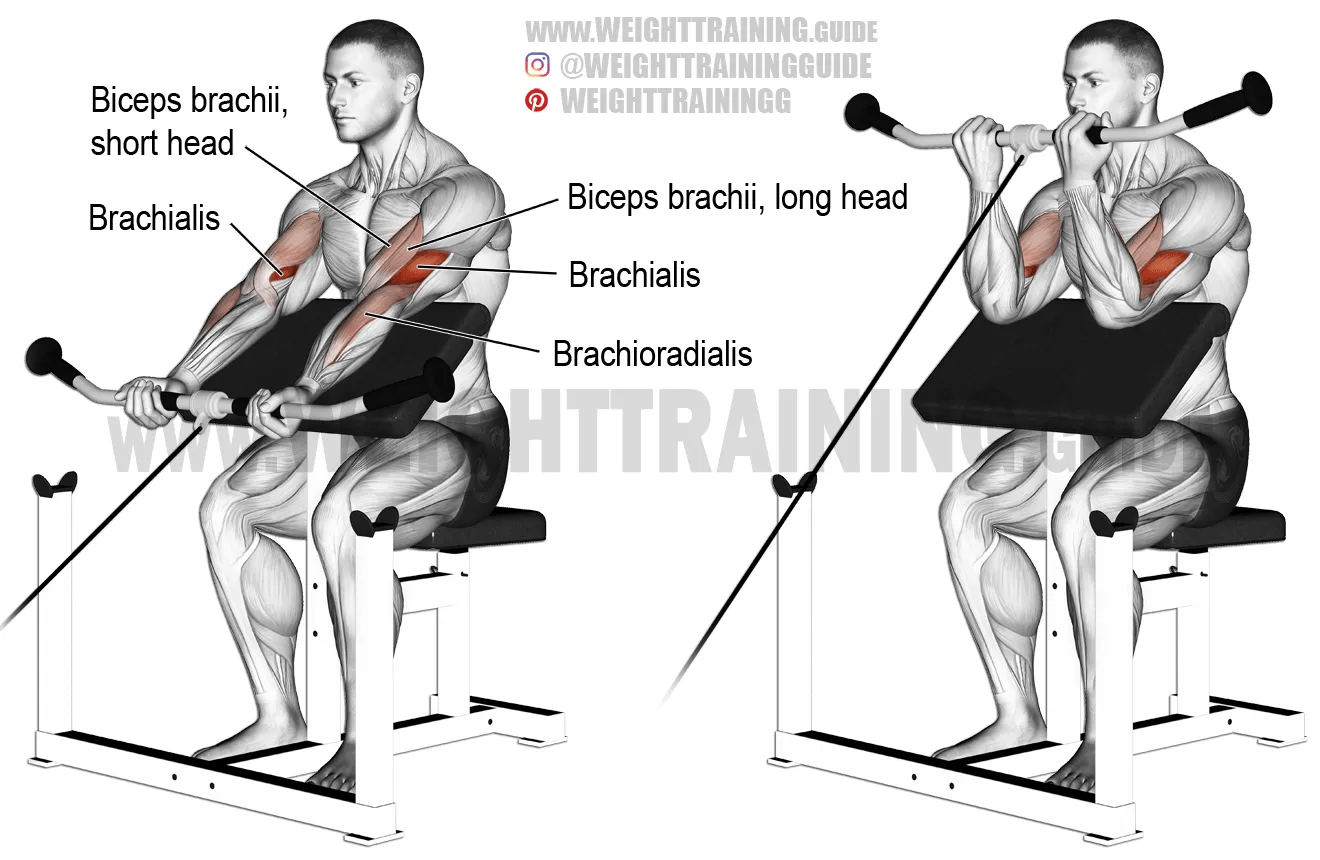 When shopping for a bench, you need to find one that is durable, easy to use, . Cable preacher curl exercise instructions and video