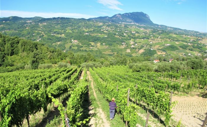 Taurasi Wein