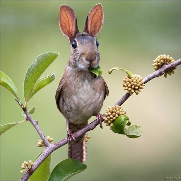 Hybrid Animals Created Through Crossbreeding Weird Cool Dumb