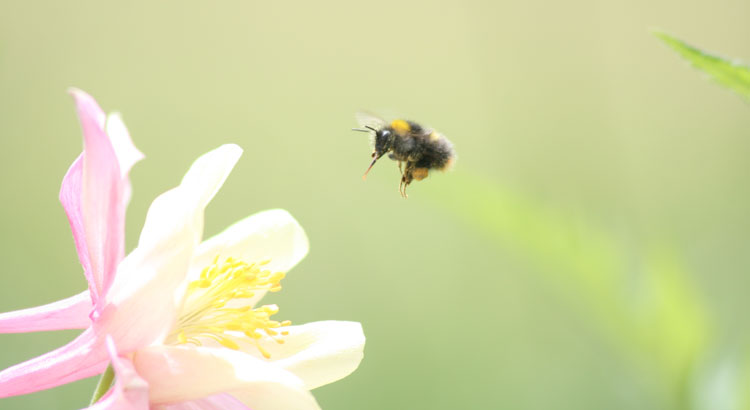 Wissenschaftler haben festgestellt, dass die Hummel zu schwer ist und zu kurze Flügel hat, um fliegen zu können. Die Hummel weiß das aber nicht und fliegt. - Zitat von Unbekannt