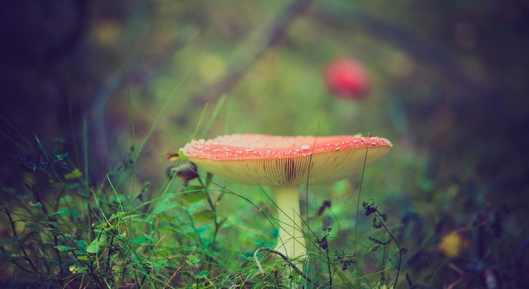 Kein Pilz ist klein genug, um nicht auch ein Glückspilz zu sein. - Unbekannt