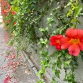 View of an alley with a wall of leaves, and red flowers.