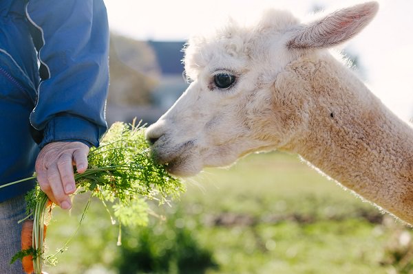 Green Gable Alpacas