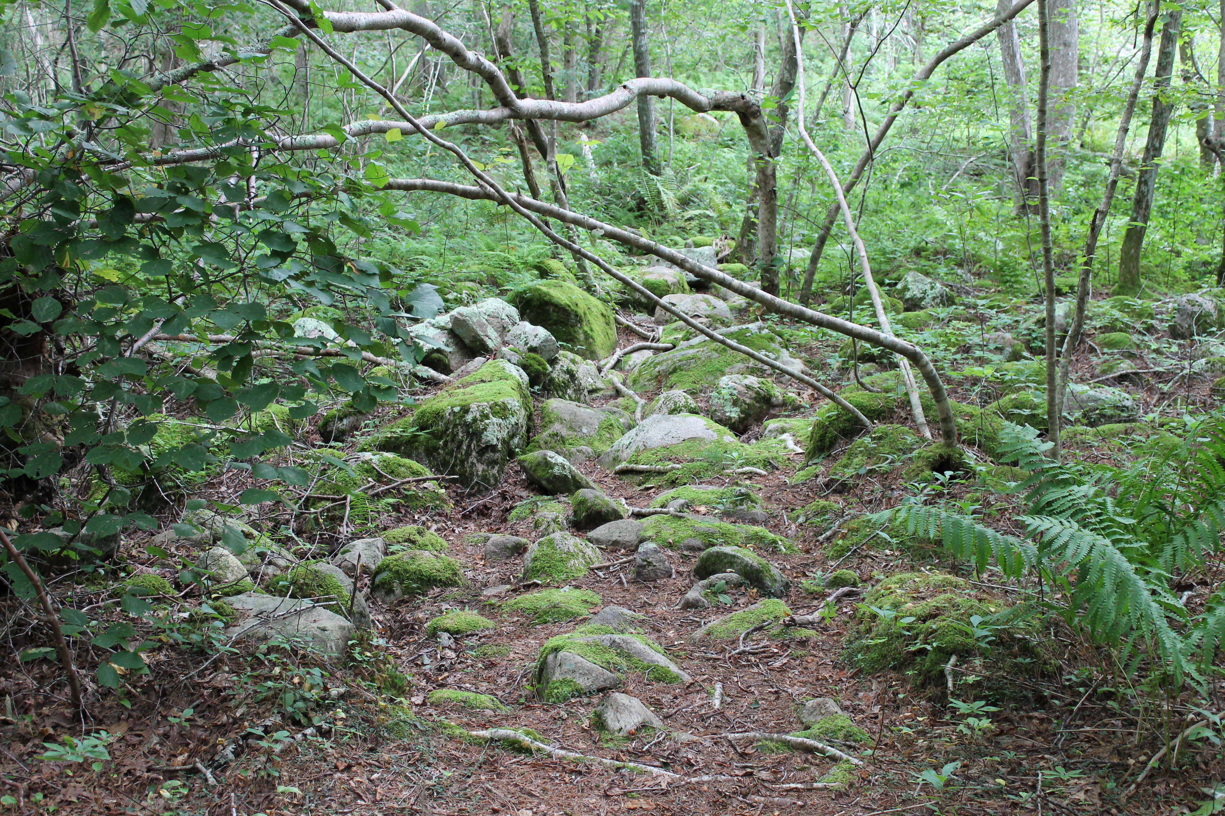 Mossy path