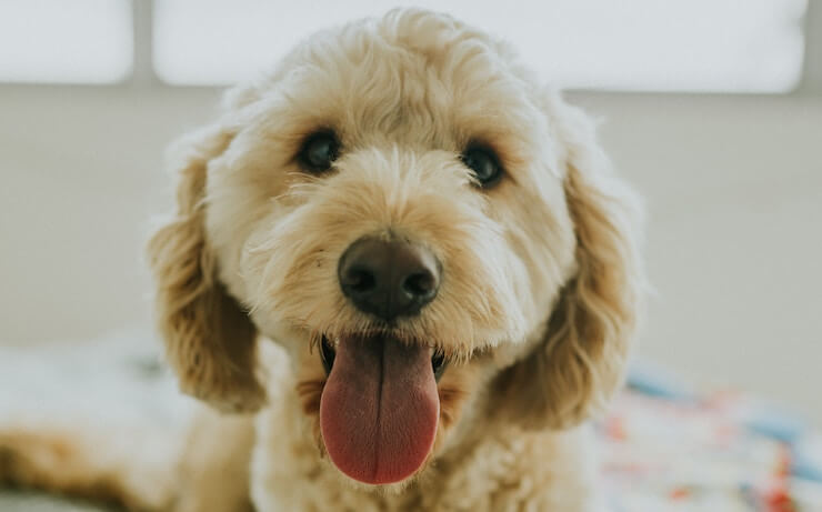 11 Best Pet Insurance Companies 2020 Update