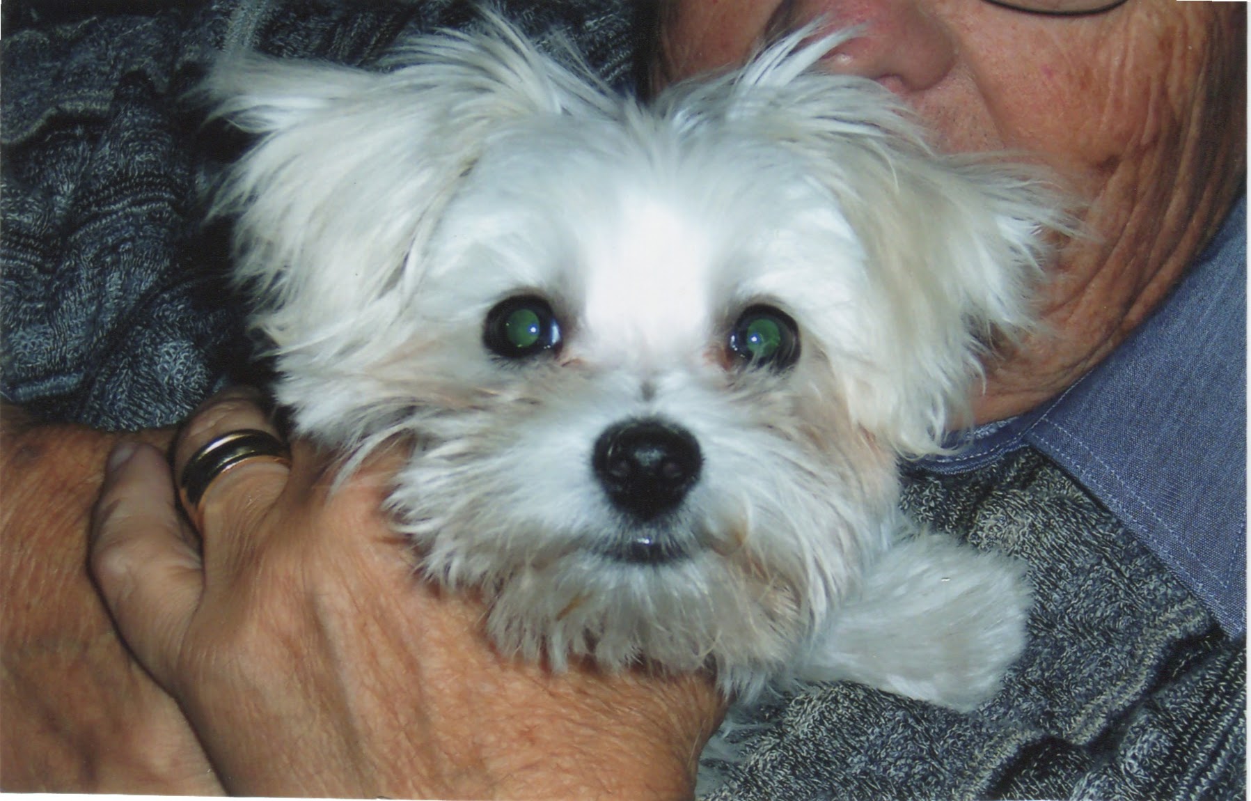 Pet Therapy in action