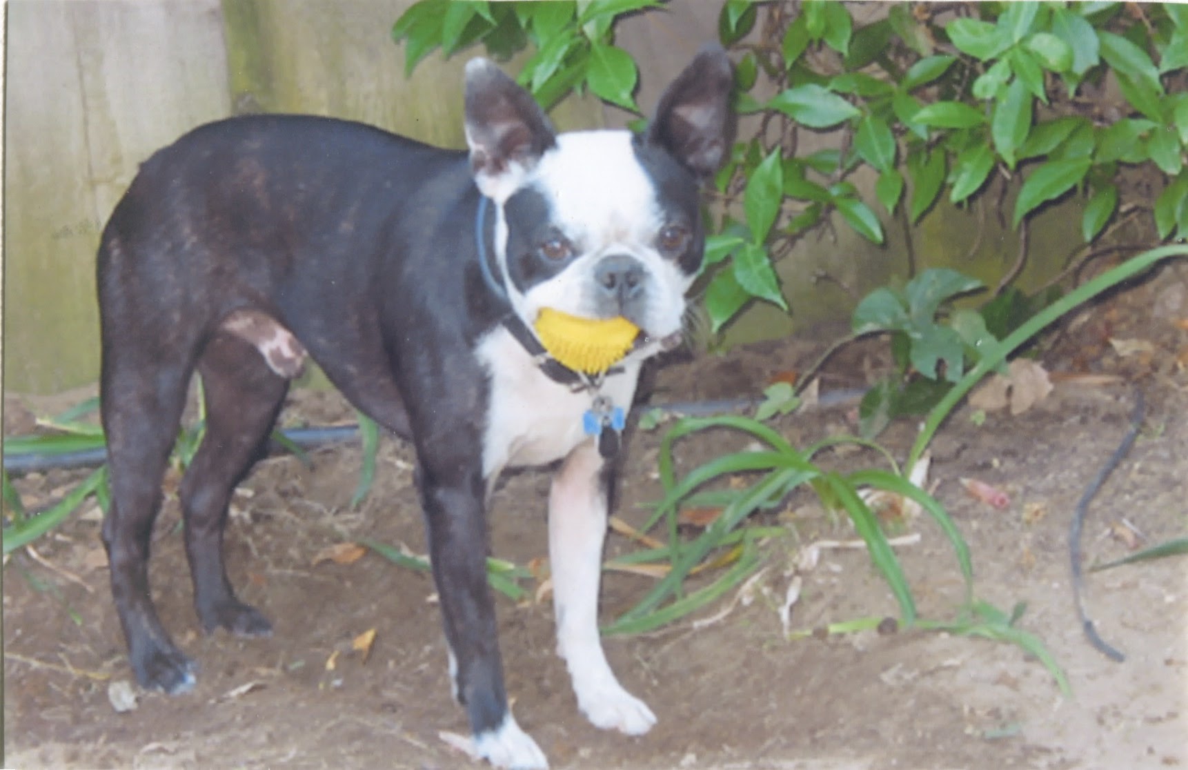 Pepper-Q eating his toy, or a lemon, we're not sure