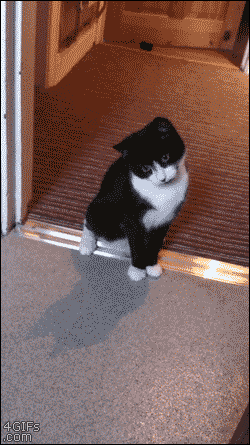 We all know that the internet is awash in memes, from grumpy cat to batman slapping robin. 7 Best Cat Gifs of the Week - 10th June 2016 - We Love