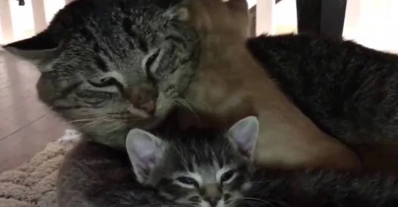 Meet the 400+ cats in this . Grumpy Old Feral Cat is a Big Softy at Heart - We Love