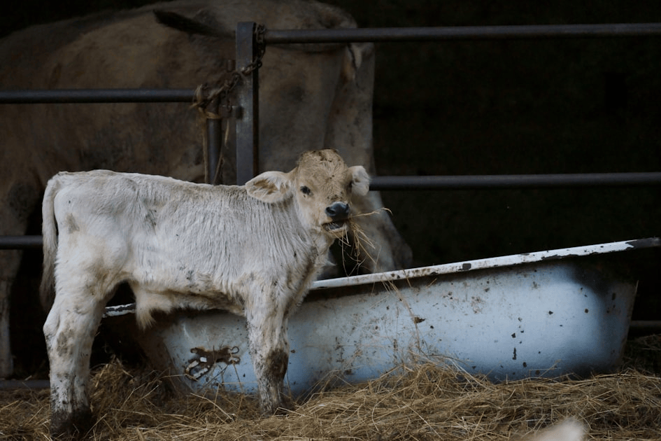 The Role of Antibiotics in Animal Health