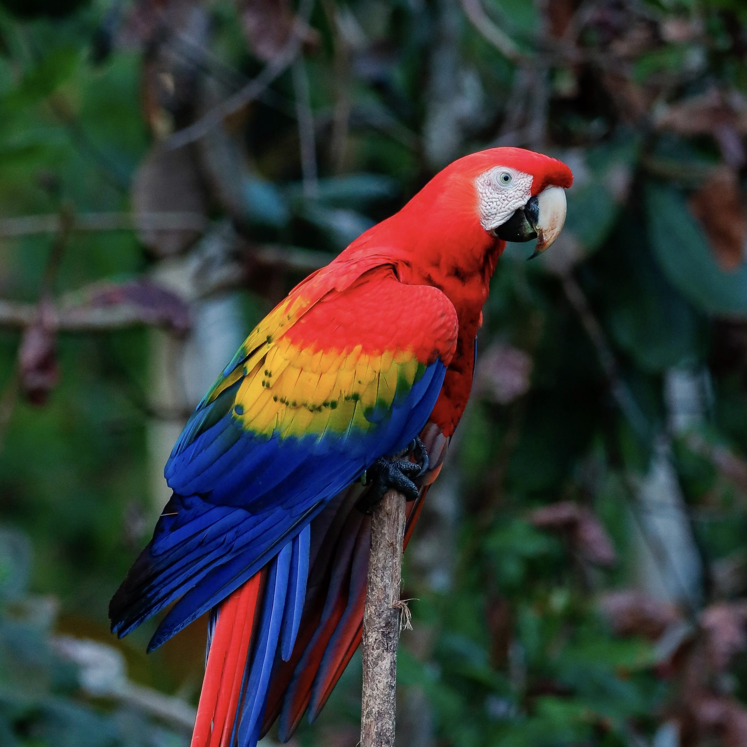 Einmal alle Farben bitte: Costa Rica