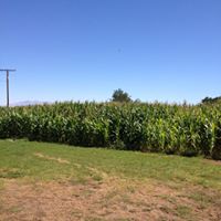 corn maze 3