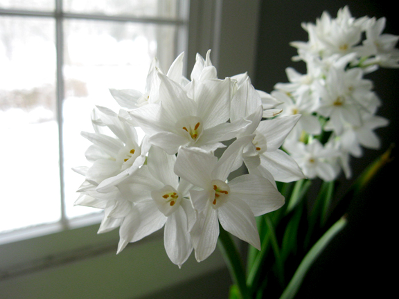 Paperwhite Kit with Windowsill Vase