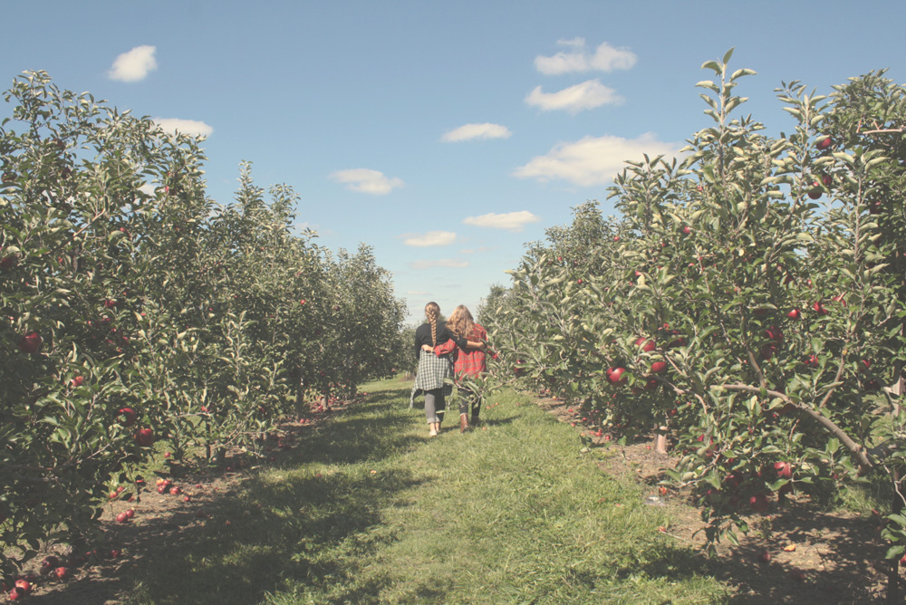 Apple Orchard