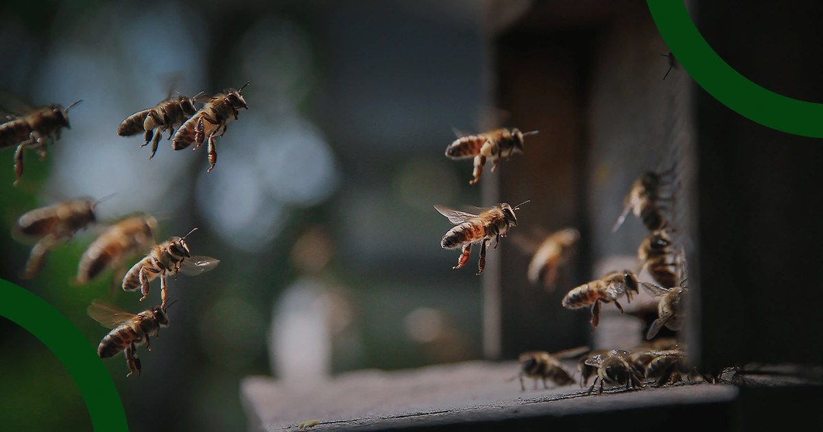 Bee Propolis Special