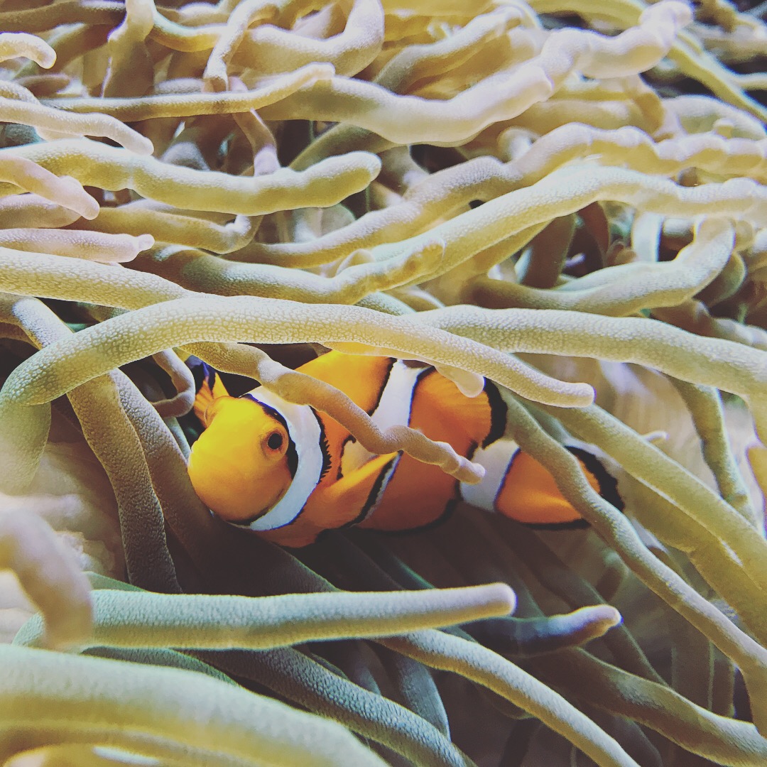 Save all nemo's!