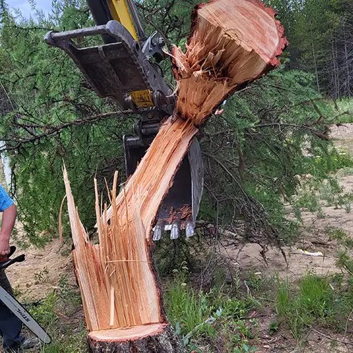 Fallen tree during excavation