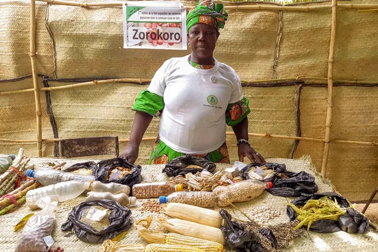 This seed saver in Mali stands behind a table covered in a display of seeds. Maize, legumes and grains are on the table in plastic water bottles, black plastic bags, and tied together with string. She has her hands resting on the table and looks into the camera. A paper sign hanging behind her says "Zorokoro"