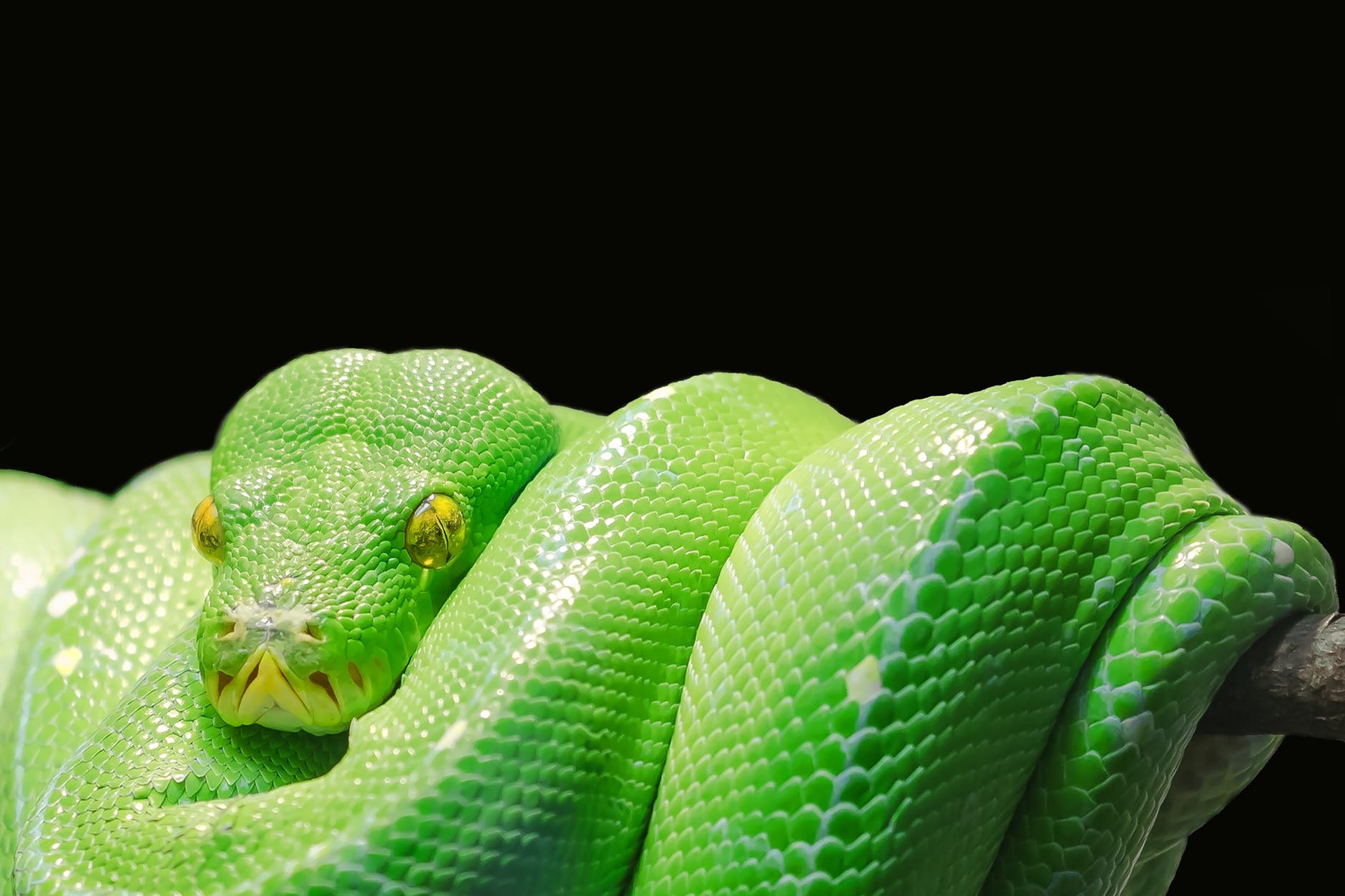 Python Rain Forest The Living Rainforest | West Berkshire Villagers