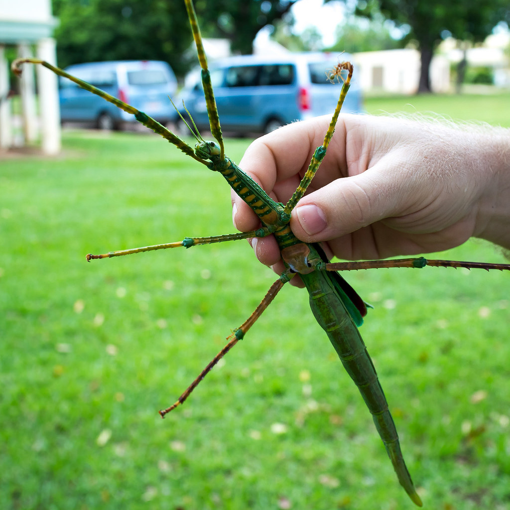 10 weird insects found in australia :: western allpest services
