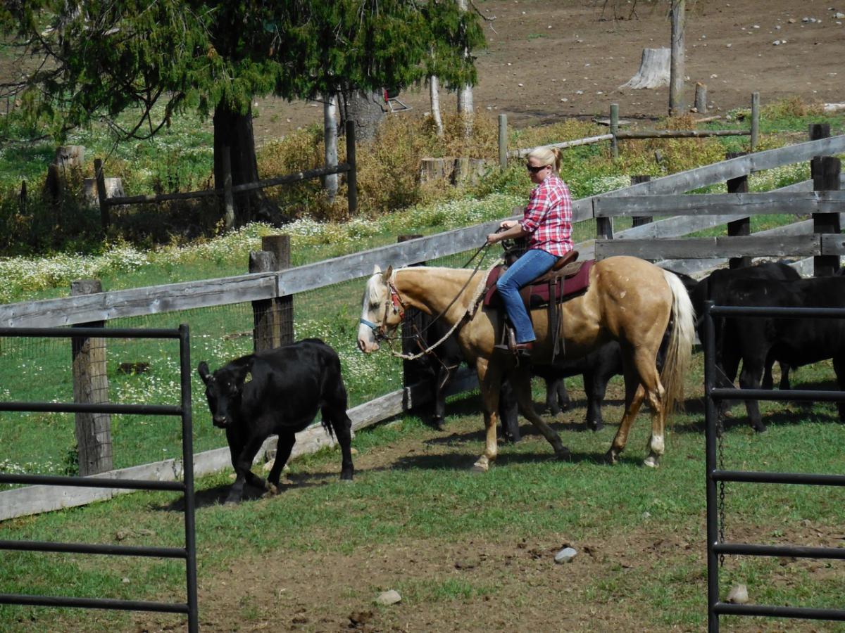 Cattle Sorting
