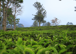green grass field with trees