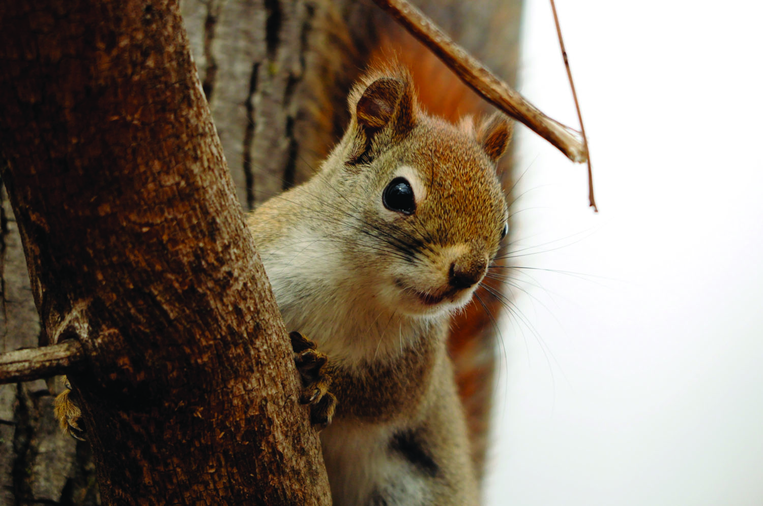 RedSquirrel