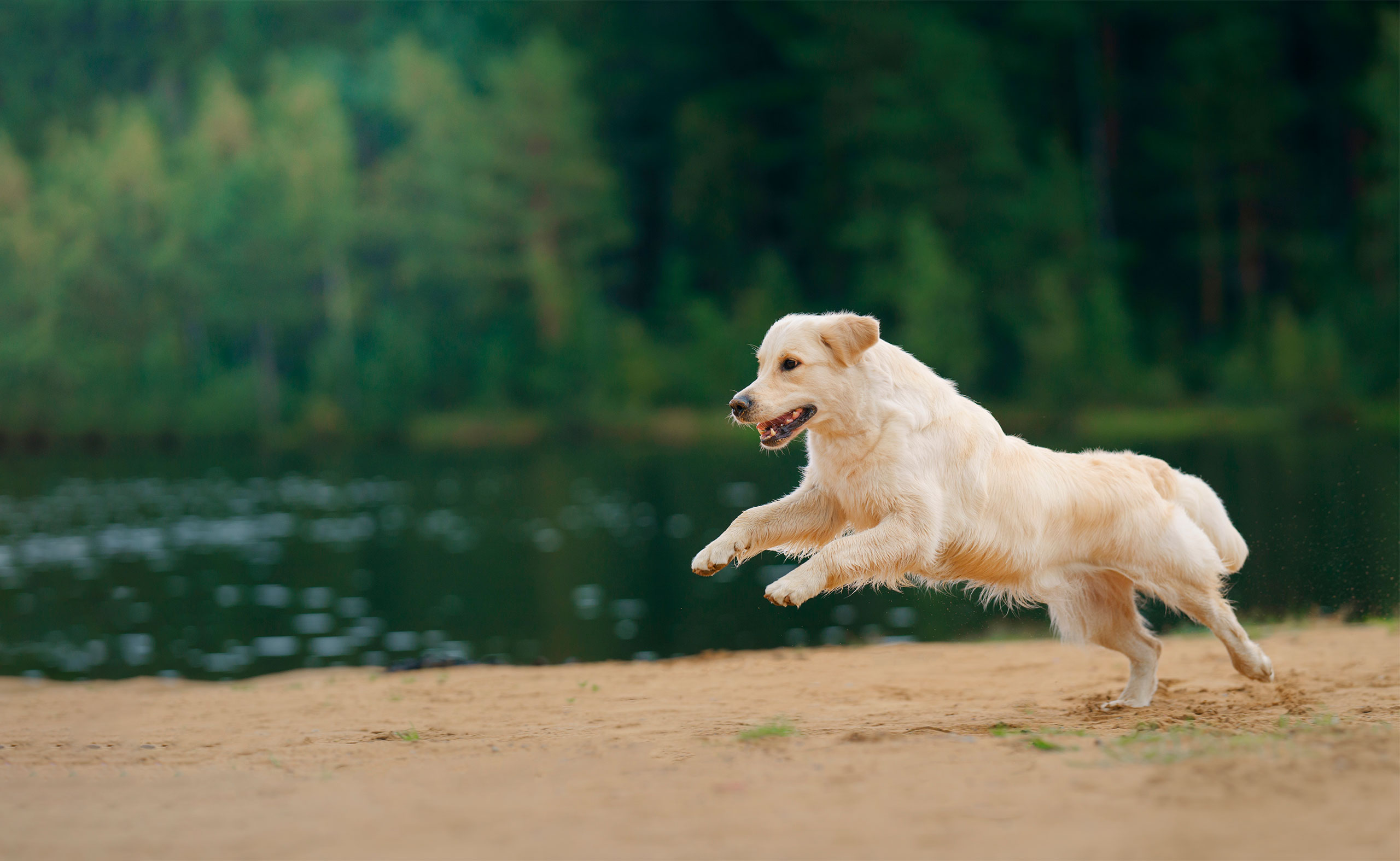 Veterinarian in watertown